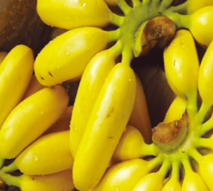 galeria_banana (1)
